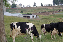 Photo: Grazing dairy cows and houses are part of the Warner Creek watershed.