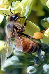 Photo: Honey bee on broccoli flower.