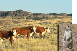 Photo: Cattle grazing on the range. Prairie dog.