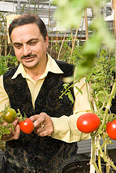 Photo: ARS plant physiologist Autar Mattoo examines some of the tomatoes he is breeding.