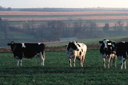 Photo: Dairy cows in a field.