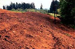 Photo: The edge of an old municipal landfill with a clay cap (top) and a vegetative cap of trees and shrubs (bottom).