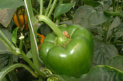 Photo: Green pepper on the plant.