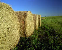 Photo: Wheat straw bales. Link to photo information