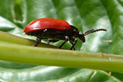 Photo: Air potato beetle (Liliocersis cheni).