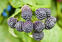 Photo: Black raspberries. 