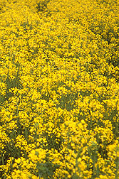 Photo: Canola plants in the field. Link to photo information