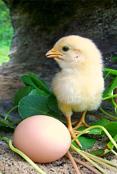 Photo: Chick standing next to an egg.