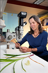 Photo: Geneticist Sarah Hake examines samples of switchgrass.