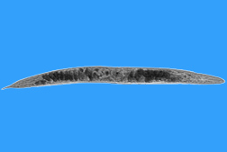 Photo: Poikilolaimus oxycercus female nematode. 