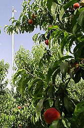 Photo: Ripe peaches hang on the tree. Link to photo information