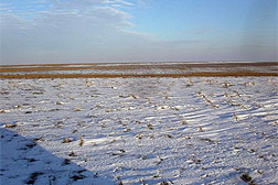 Photo: Wheat stubble in a field covered with snow. 