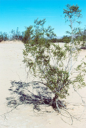 Photo: Creosote bush.