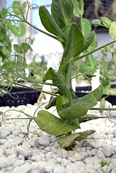 Photo: A pea seedling resistant to Aphanomyces root rot among those that are not.