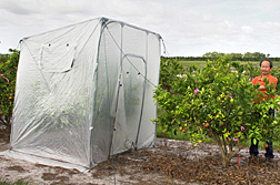 Photo: ARS plant pathologist Yongpin Duan examines a citrus tree that was heat treated under a tent like the one to the left. Link to photo information