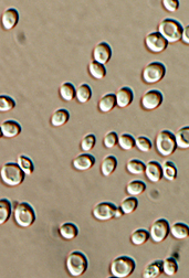 Photo: A micrograph of a new strain of yeast that could help with ethanol production. 