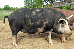 Photo: A purebred Ossabaw pig. 