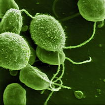 Photo: Scanning electron micrograph of the algae Chlamydomanas reinhardtii. 