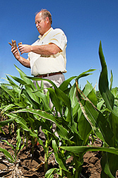 Photo: ARS soil scientist Gary Varvel examines a corncob residue in a corn field. Link to photo information