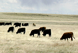 Photo: A small herd of cattle on a grassy range. Link to photo information