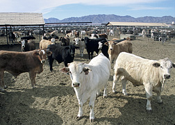 Photo: Cattle in a feedlot. 