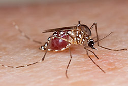 Photo: Female Aedes aegypti mosquito feeding on an arm. Link to photo information