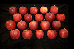 Photo: Gala apples. Link to photo information