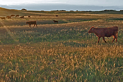 Photo: Cattle grazing on rangeland. Link to photo information