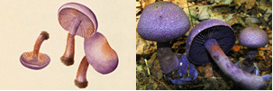 Photo: Bolton's watercolor of Agaric violaceus beside a photograph of Agaric violaceus. 