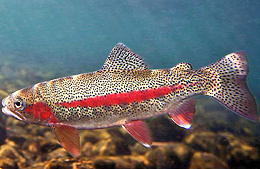 Photo: Rainbow trout.