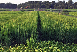 Photo: Taller weedy red rice scattered among cultivated rice in a field. Link to photo information