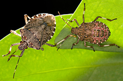 Photo: Two Brown Marmorated Stink Bugs. Link to photo information