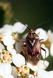 Photo: Western tarnished plant bug (Lygus Hesperus).