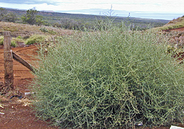 Photo: Russian thistle. Link to photo information