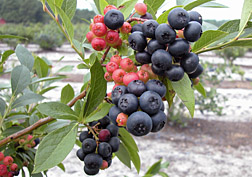 Photo: Nocturne blueberry. Link to photo information