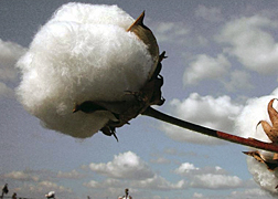 Photo: Upland cotton boll.