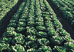 Photo: Rows of Romaine lettuce in a field.