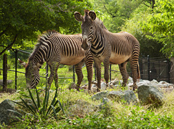 Photo: Two zebras at the National Zoo. Link to photo information