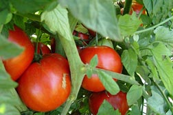 Photo: Tomatoes on a vine. Link to photo information