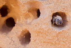 An A. pueblo bee emerging from a nest carved into sandstone.