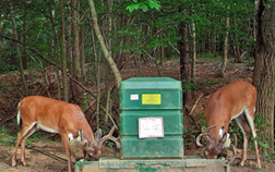 Two deer feeding at a 4-poster device. Link to photo information