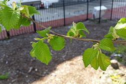 Leaves and twigs from historic elm. Link to photo information