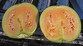 Carolina Strongback Watermelon