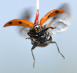 A lady beetle’s flight behavior is studied in an ARS "flight mill." 
