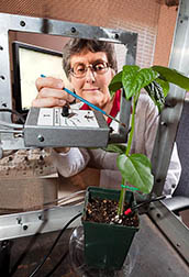 ARS Entomologist Elaine Backus adjusts the position of an insect connected to an electrical probe to study how it feeds and transmits diseases to plants