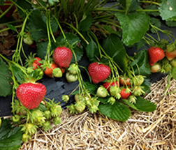 Keepsake strawberries on a vine