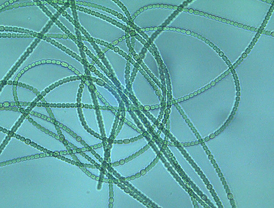 microalgae called Anabaena cylindrica