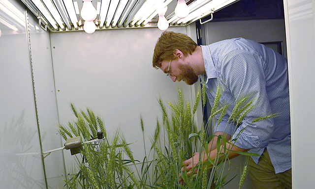 William Hay examining wheat plants in a growth chamber.