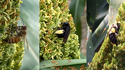 A honeybee, southern carpenter bee, and a bumblebee on sorghum. 