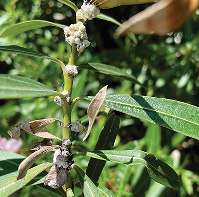 An infestation of Lebbeck mealybugs on oleander